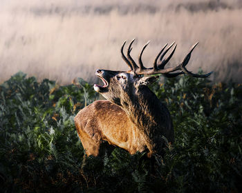 Deer on field