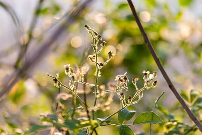 Close-up of flowers on branch against blurred background