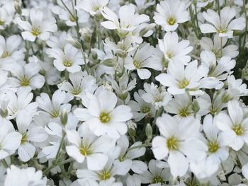 Close-up of white daisy flowers