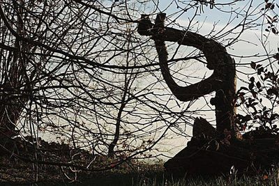 Low angle view of bare trees against sky