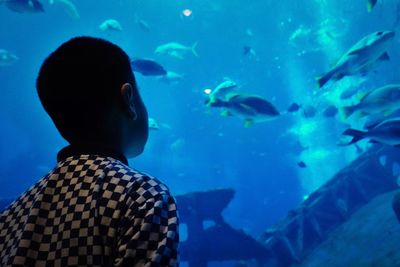 Low angle view of boy looking at fish in aquarium