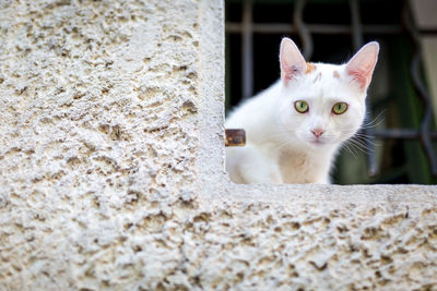 Portrait of white cat