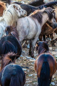 Horses in a field