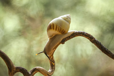 Snail from borneo forest