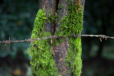 Close-up of barbed wire on tree trunk