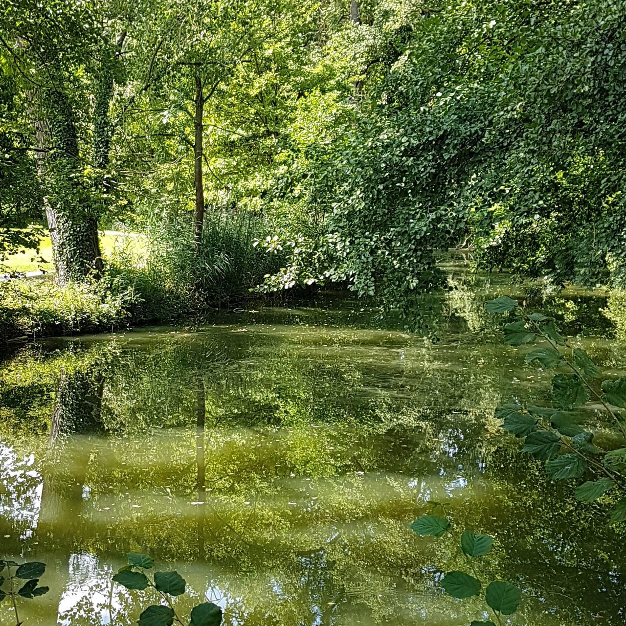 water, tree, plant, reflection, nature, green color, tranquility, lake, beauty in nature, growth, forest, scenics - nature, day, land, no people, tranquil scene, waterfront, sunlight, outdoors, floating on water