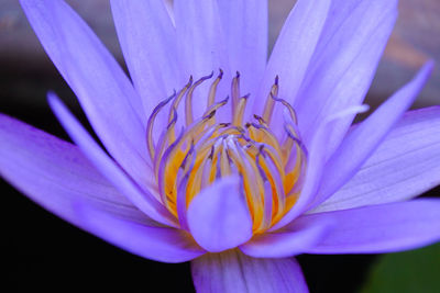 Close-up of purple crocus flower