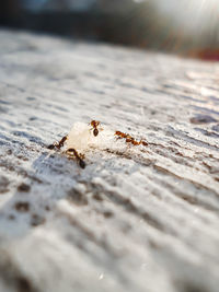 Close-up of ant on wood