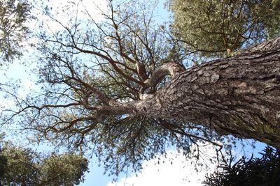 Low angle view of bare trees against sky