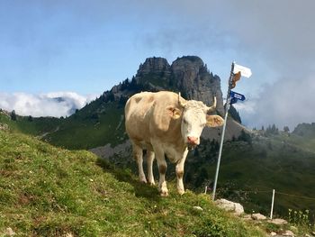 Cow standing in a field