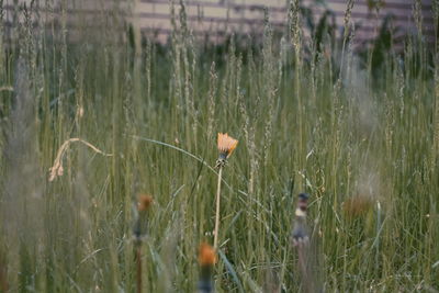 Plants growing on field