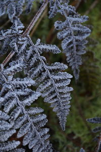 Frost covered fern frond