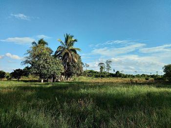 Trees on field against sky