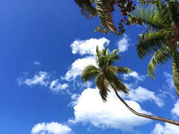 Low angle view of palm trees against blue sky