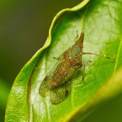 Close-up of insect on leaf