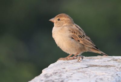 Close-up of bird perching on rock