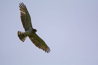 Low angle view of eagle flying against clear sky