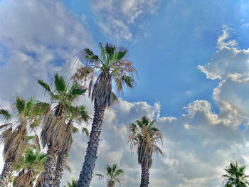 Low angle view of palm trees against sky