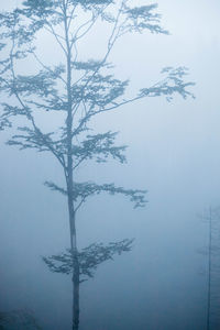 Tree by lake against sky during foggy weather