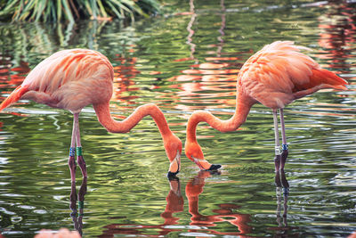 Flamingos in a lake