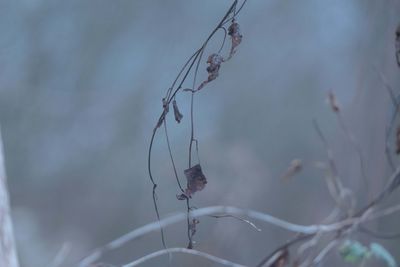 branch
