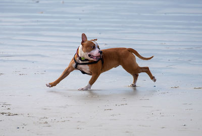Dog running on beach