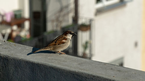 Bird perching on retaining wall