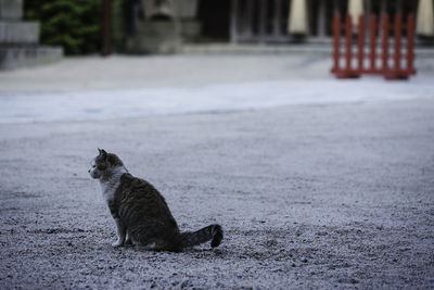Cat sitting on street