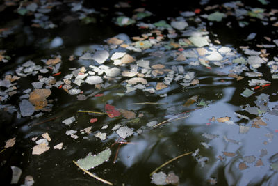 High angle view of koi carps swimming in pond