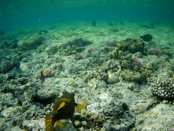 High angle view of fish swimming in sea