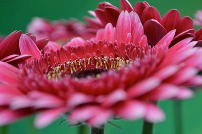 Close-up of pink flowers blooming outdoors