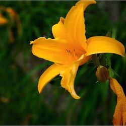 Close-up of yellow flower