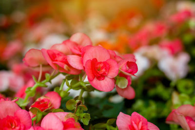 Close-up of pink flowering plant