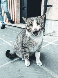 Portrait of cat sitting outdoors