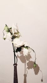 Close-up of flowers against white background