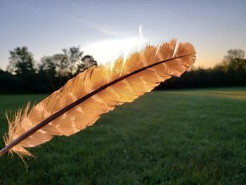 Close-up of feather on field against sky