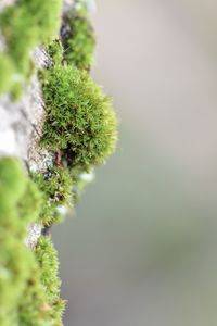 Close-up of succulent plant