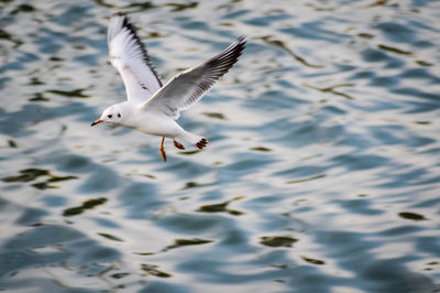 Seagulls flying