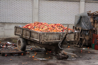 Fruits growing in farm