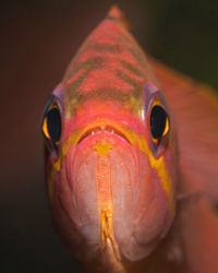 Close-up of fish