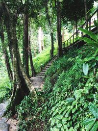 Trees growing in forest