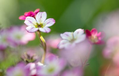 Close-up of pink flowers