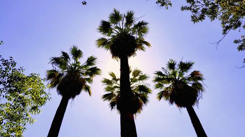 Low angle view of silhouette palm trees against clear blue sky