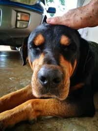 Close-up of hand holding dog