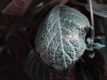 Close-up of fresh vegetables