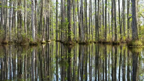 Trees in forest