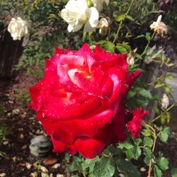 Close-up of red rose in bloom
