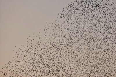 Low angle view of birds flying in the sky