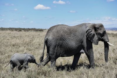 Elephant in a field
