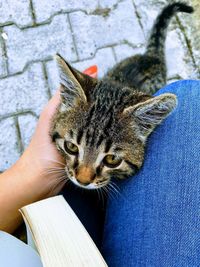 Midsection of person holding cat